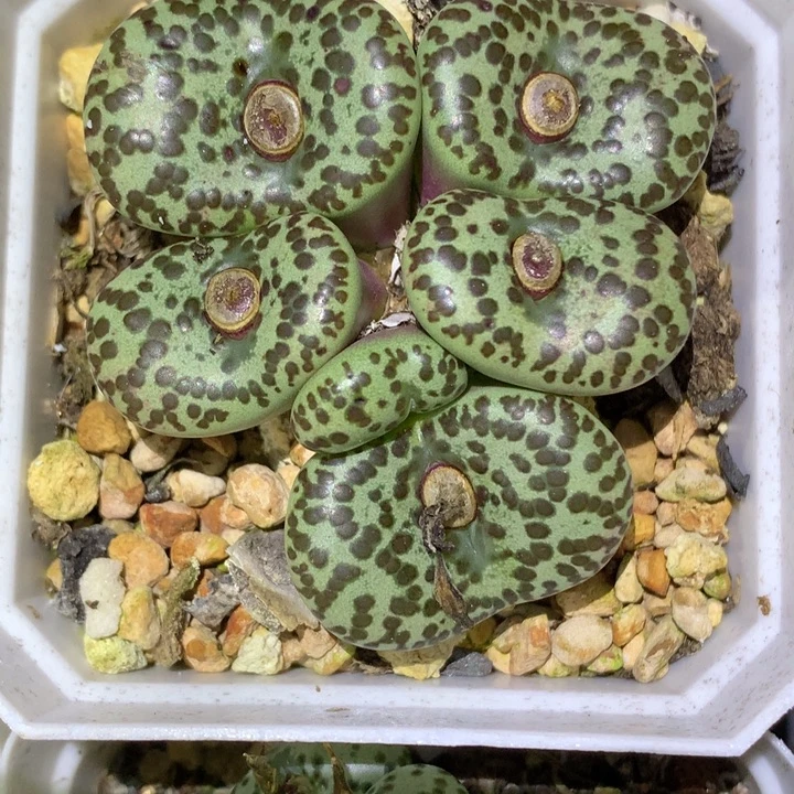 精品多肉植物精品多肉