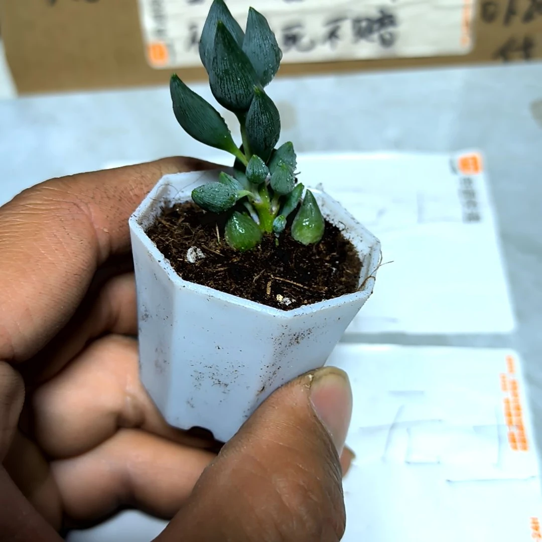 满6元包邮，锦上珠小苗单头