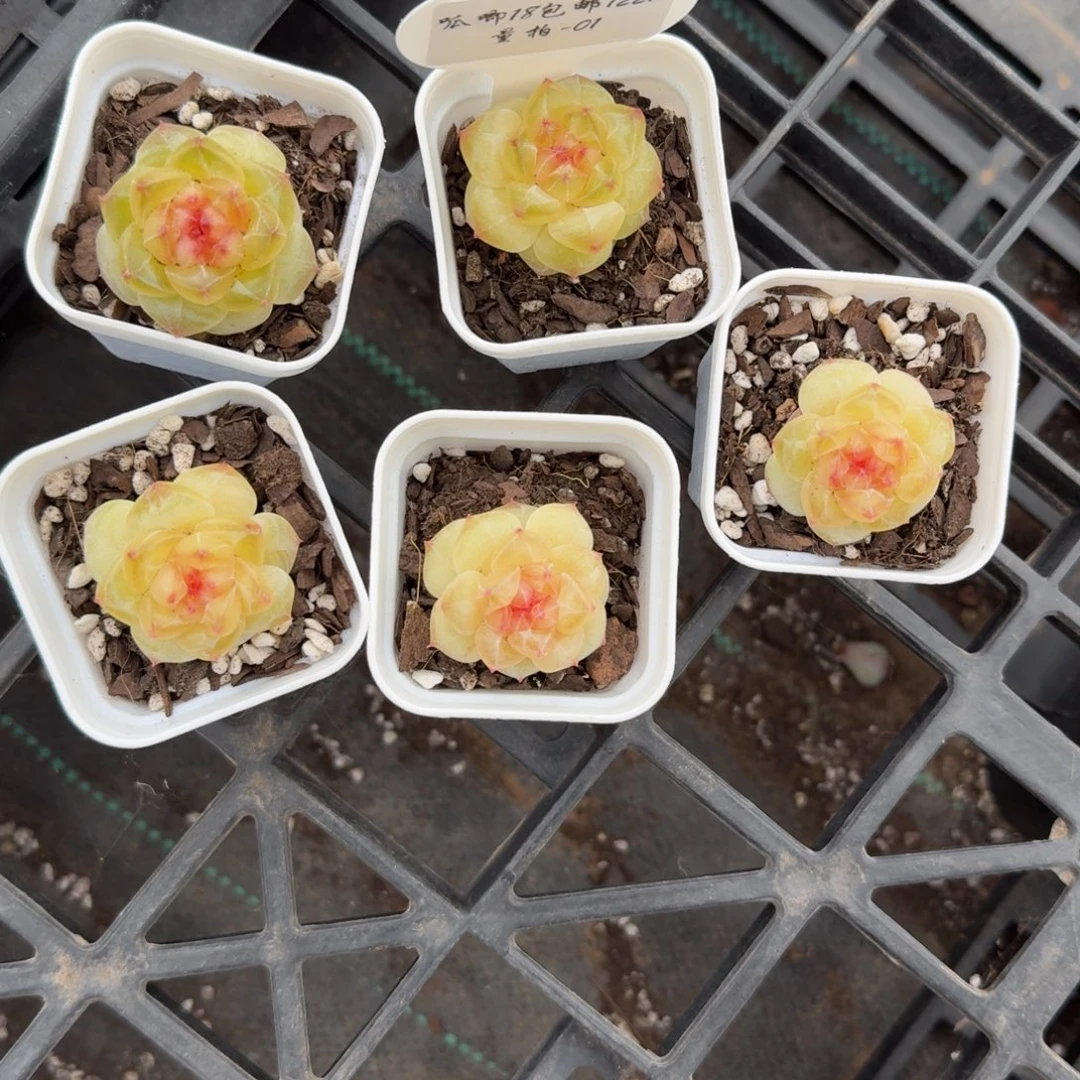 1221-01-红钻一颗量拍