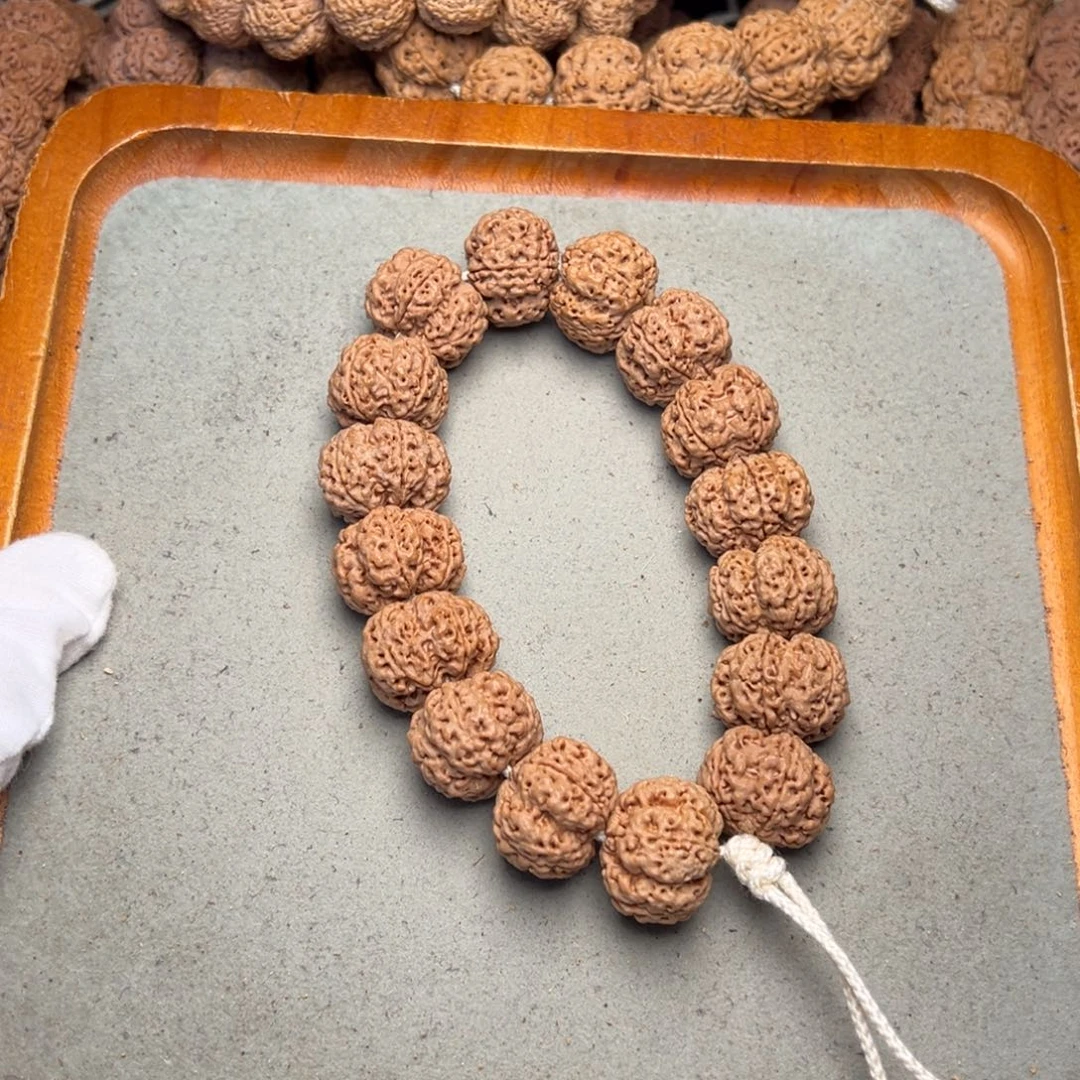 菩提19号金刚菩提矮桩梅花22