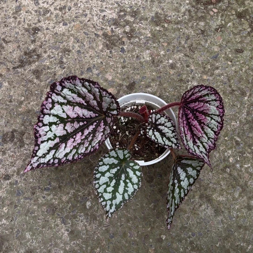 无花朵3927黑大王