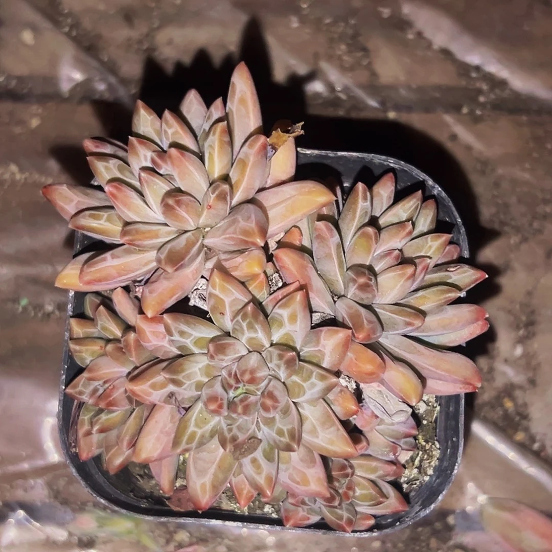 桔云多肉美人精品系列