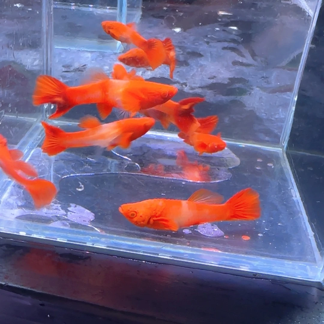 孔雀鱼瑕疵分水10条