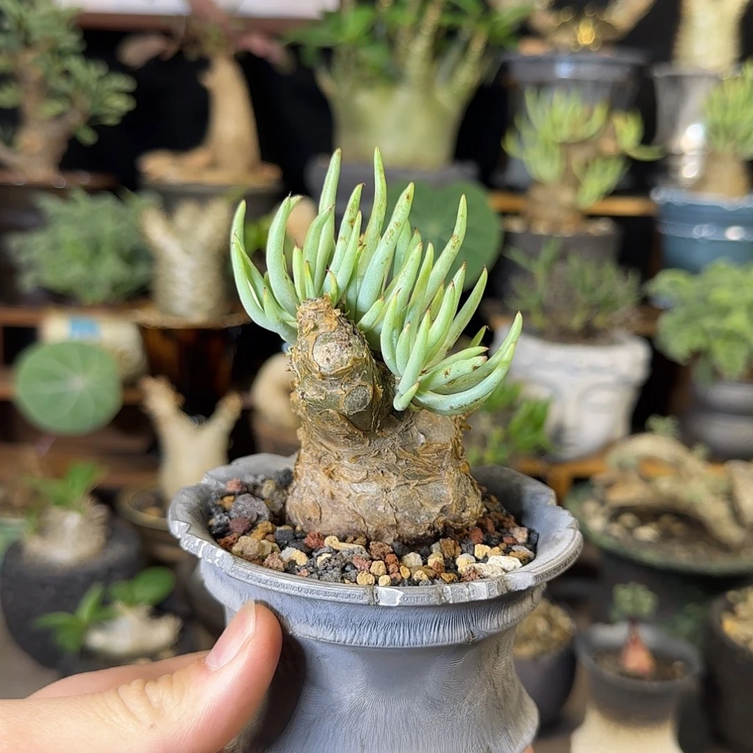 一物一拍白象奇峰锦360