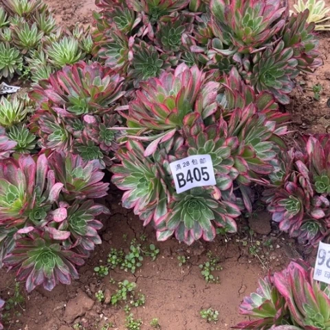 405安娜不包断枝