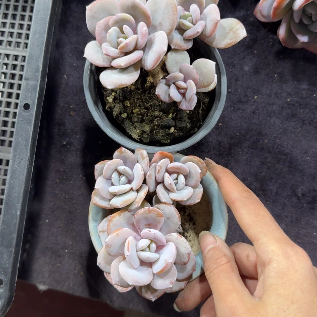 三颗一起一物一拍