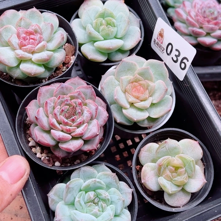 好****多肉植物多肉植物