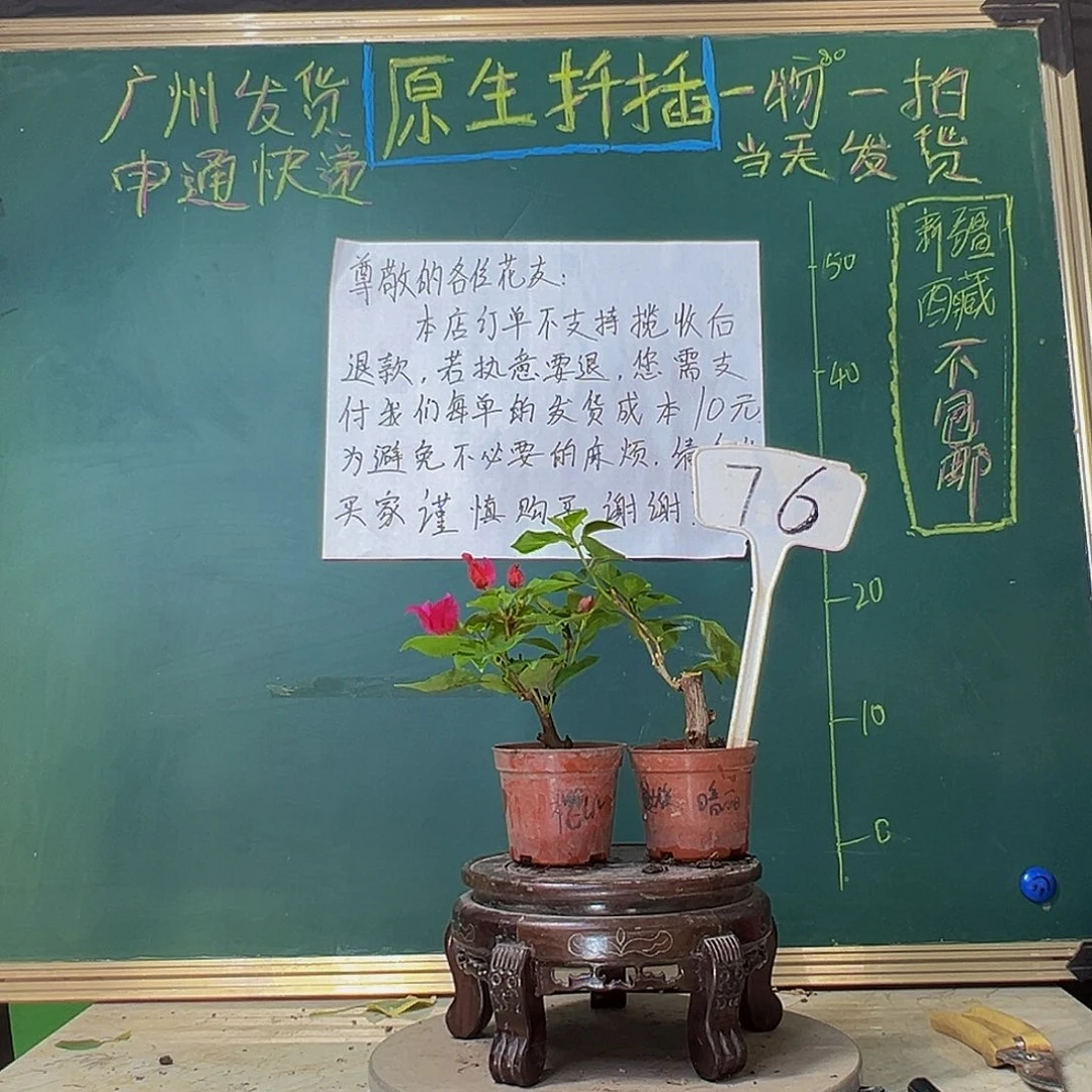 当前无花栽培后可以开花樱红掌中宝 暗斑丽人掌中宝76