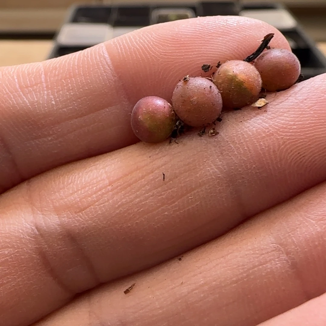 兔*13-240p p pp pl p p