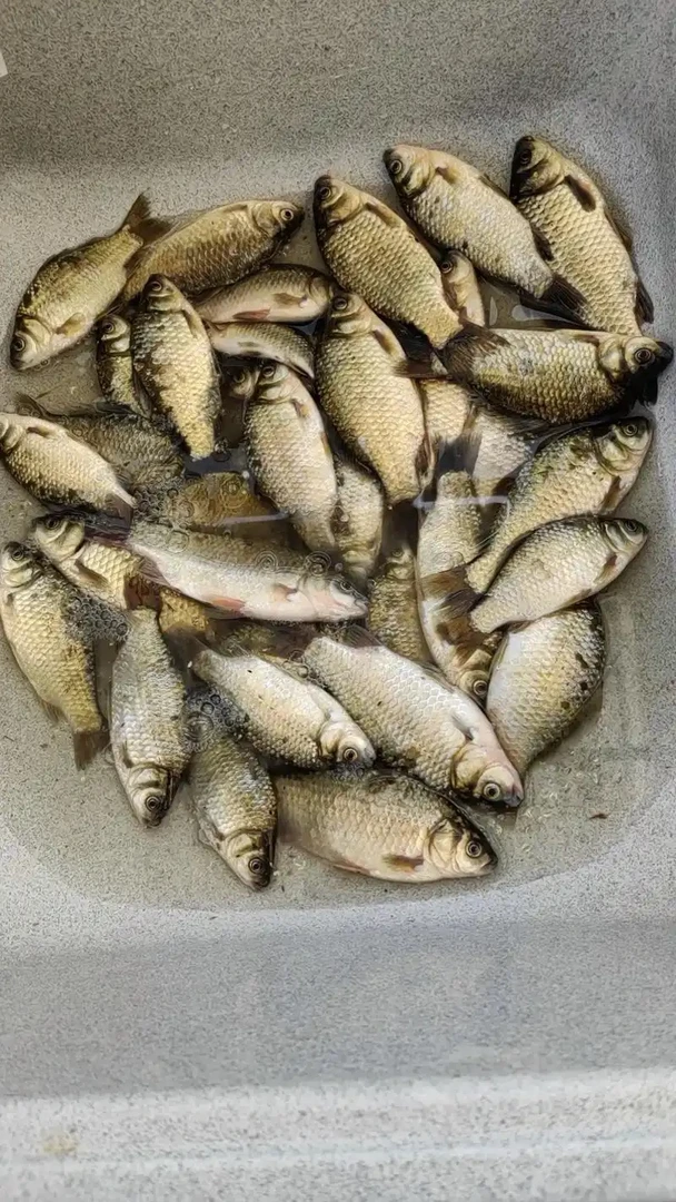 土鲫鱼江西特色鲫鱼