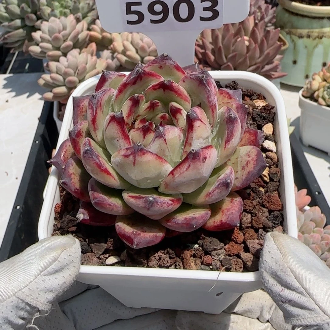 多肉植物5903……………