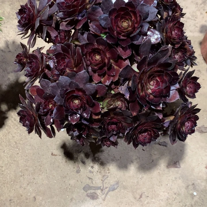 920不知名多肉植物特价