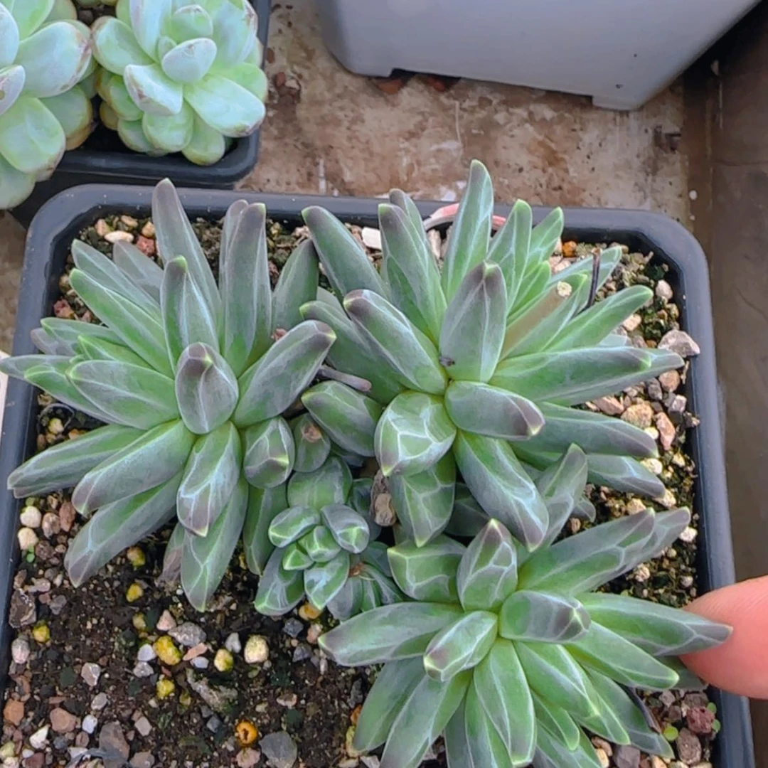 【闪购商品】三头梵高美人