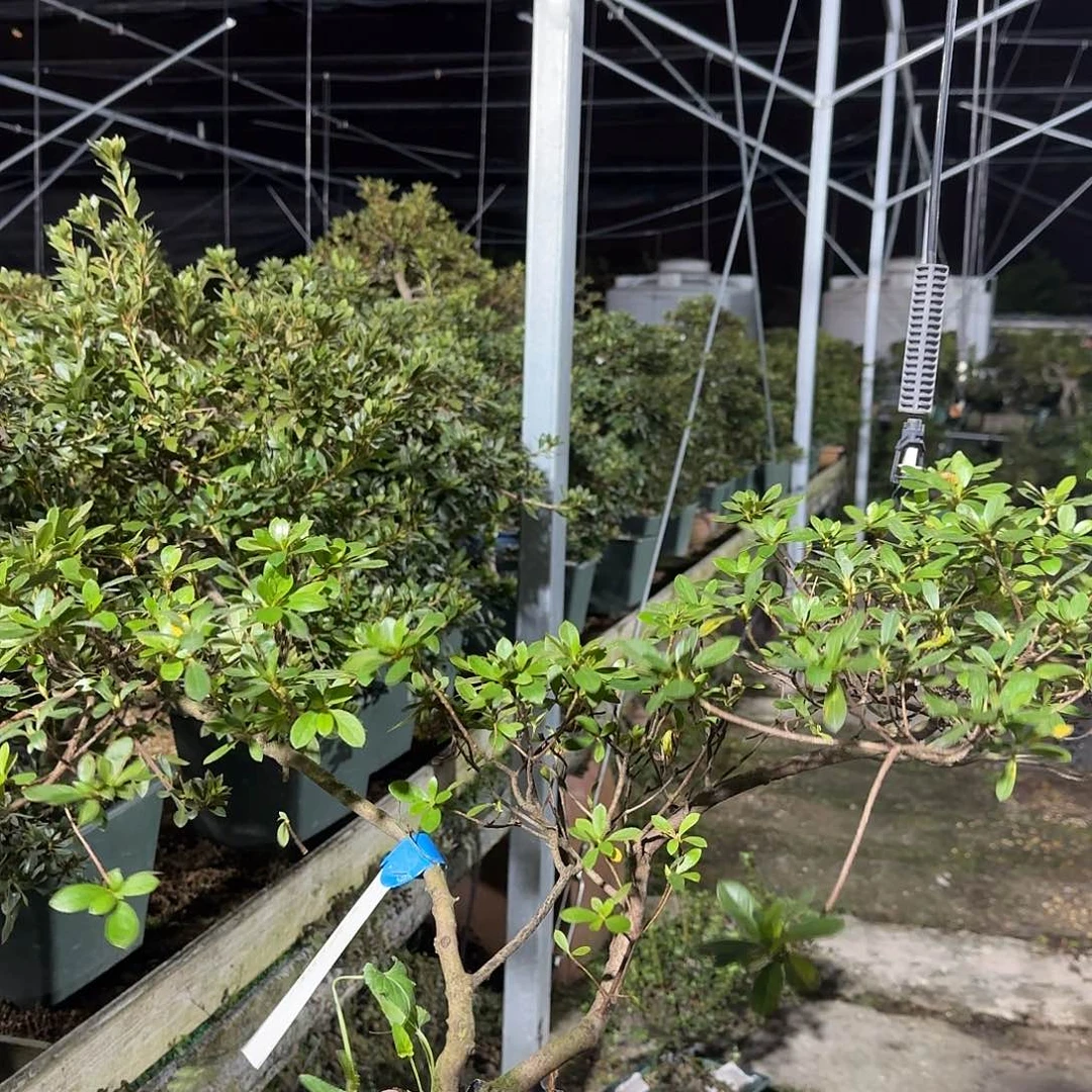 无花朵若惠比须有花朵