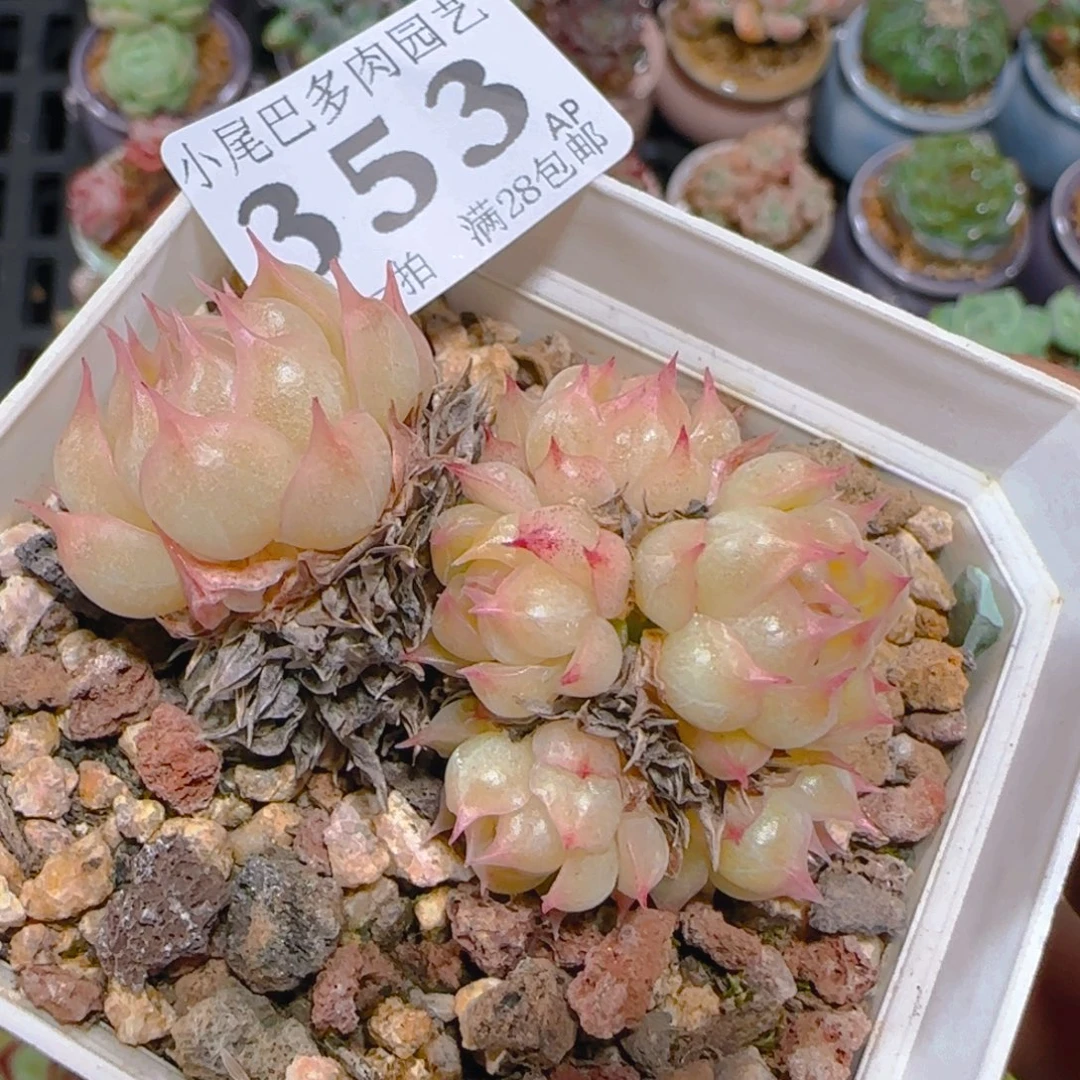AP小尾巴5CM迷你拇指盆栽精控多肉353