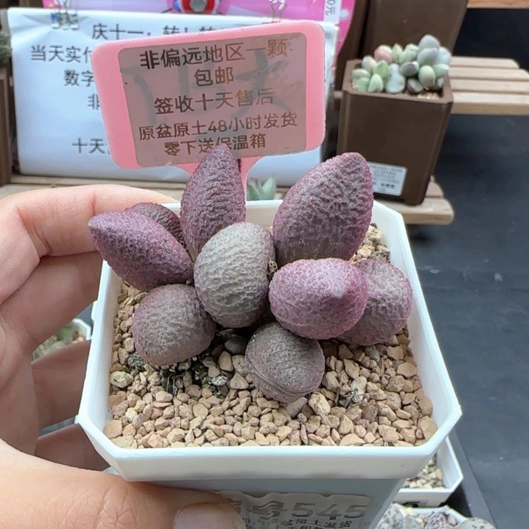 545少女心多肉植物
