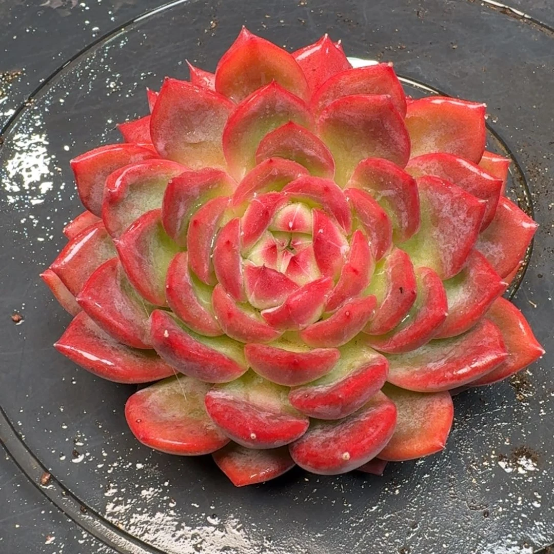 从前慢多肉精选编号1214.239