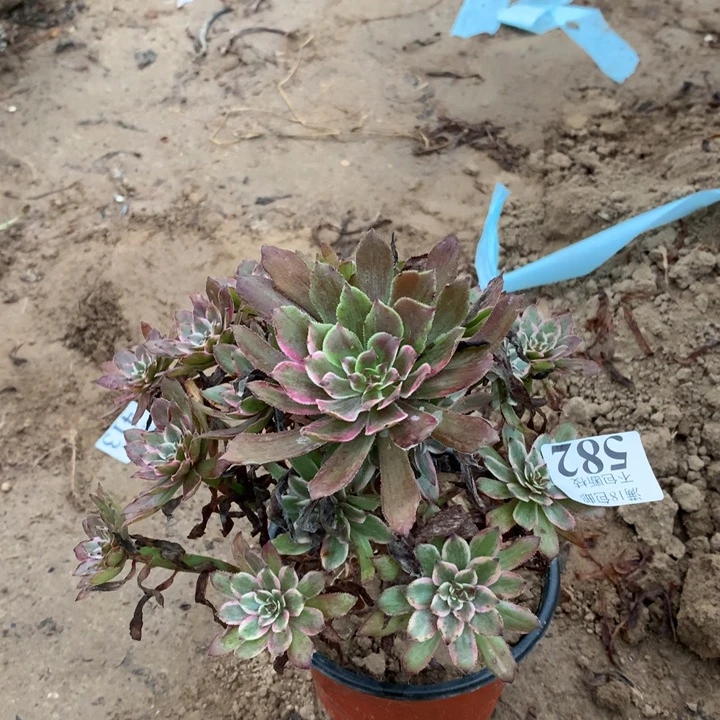582紫霞手捧2号棚