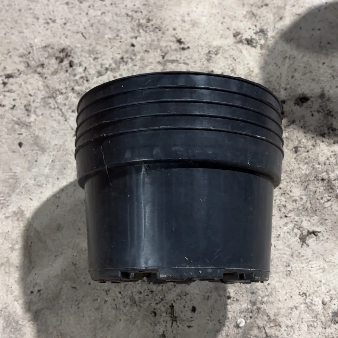 黑色矮泡盆18口径发30个