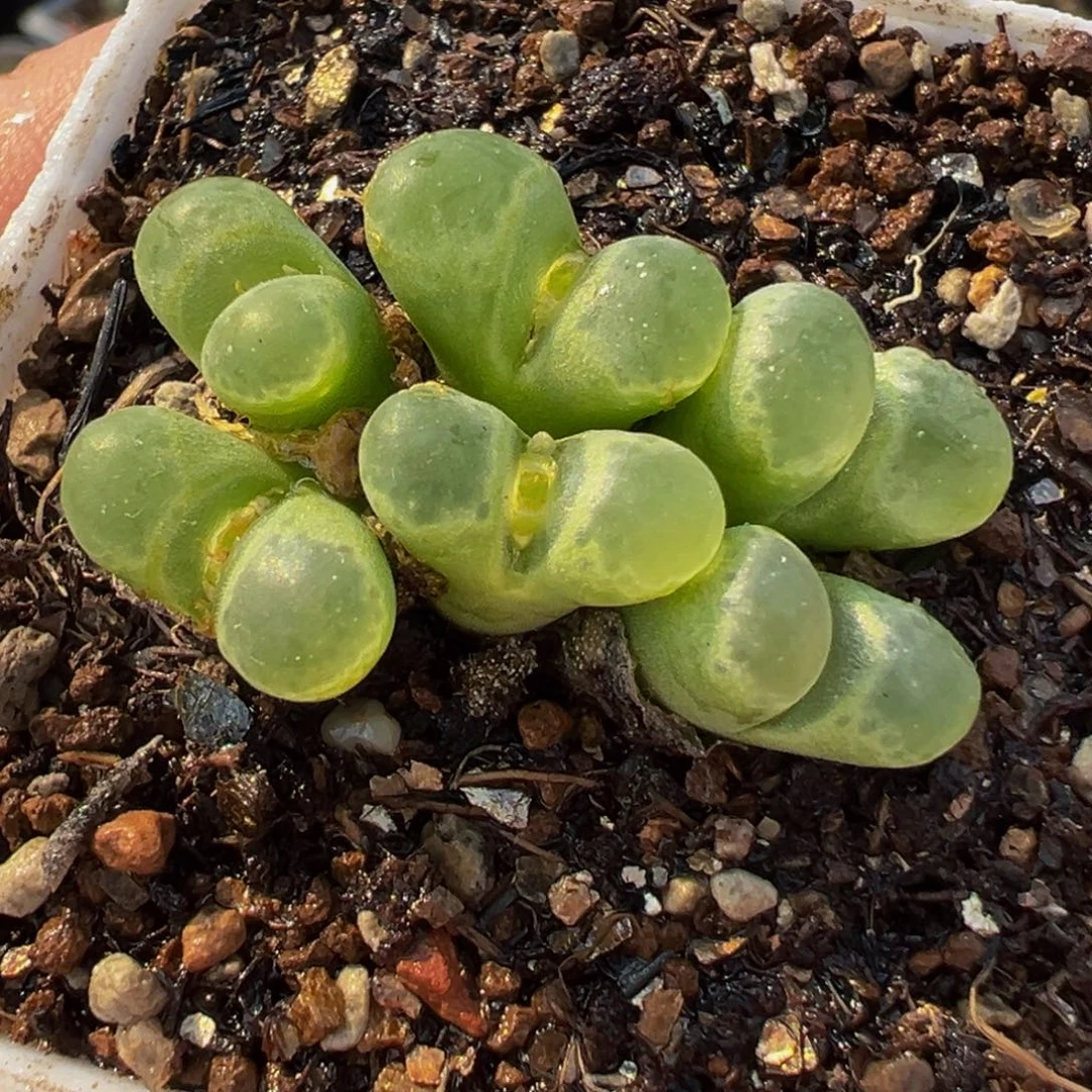 081多肉植物种类多样