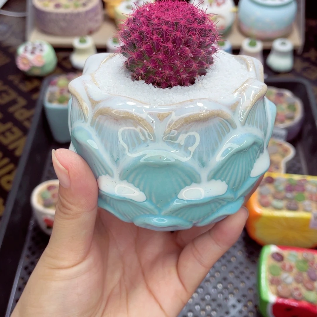 w5018 带盆土发货一物一拍