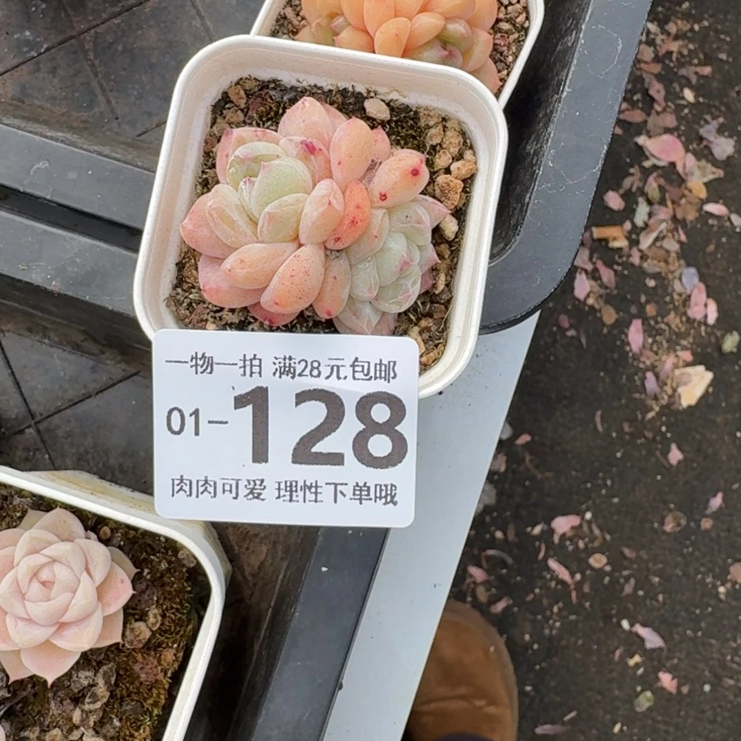 棒***）优选珍妮无盆土发货