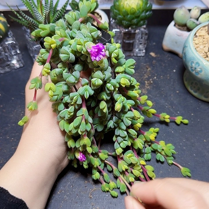 带黄色碧玉莲裸根一颗一物一拍