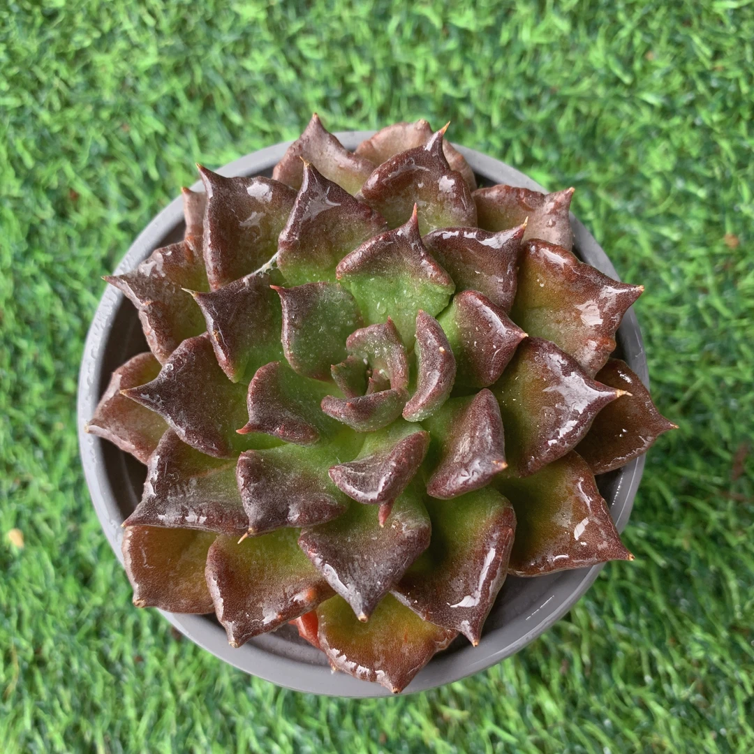 黑饺子皮单头精品多肉植物盆栽阳台花卉好养一单包邮