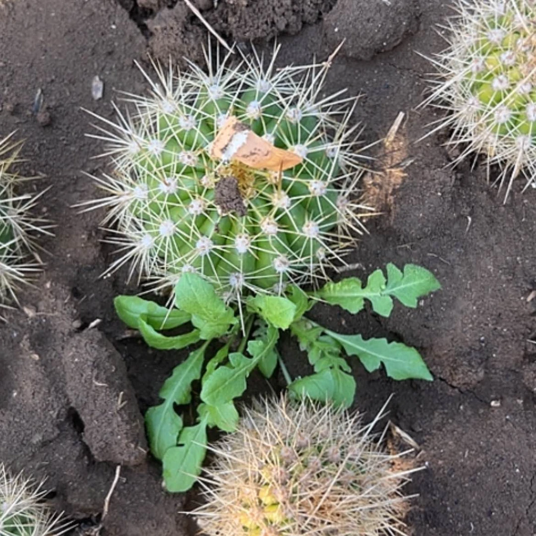 【闪购商品】春****@清清粉黛根有标记