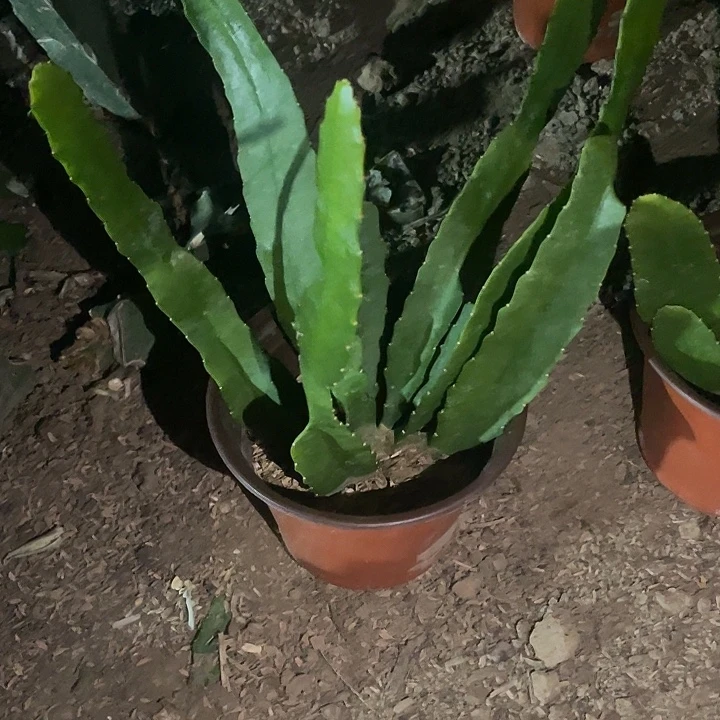 遇见荷花盆栽小粉