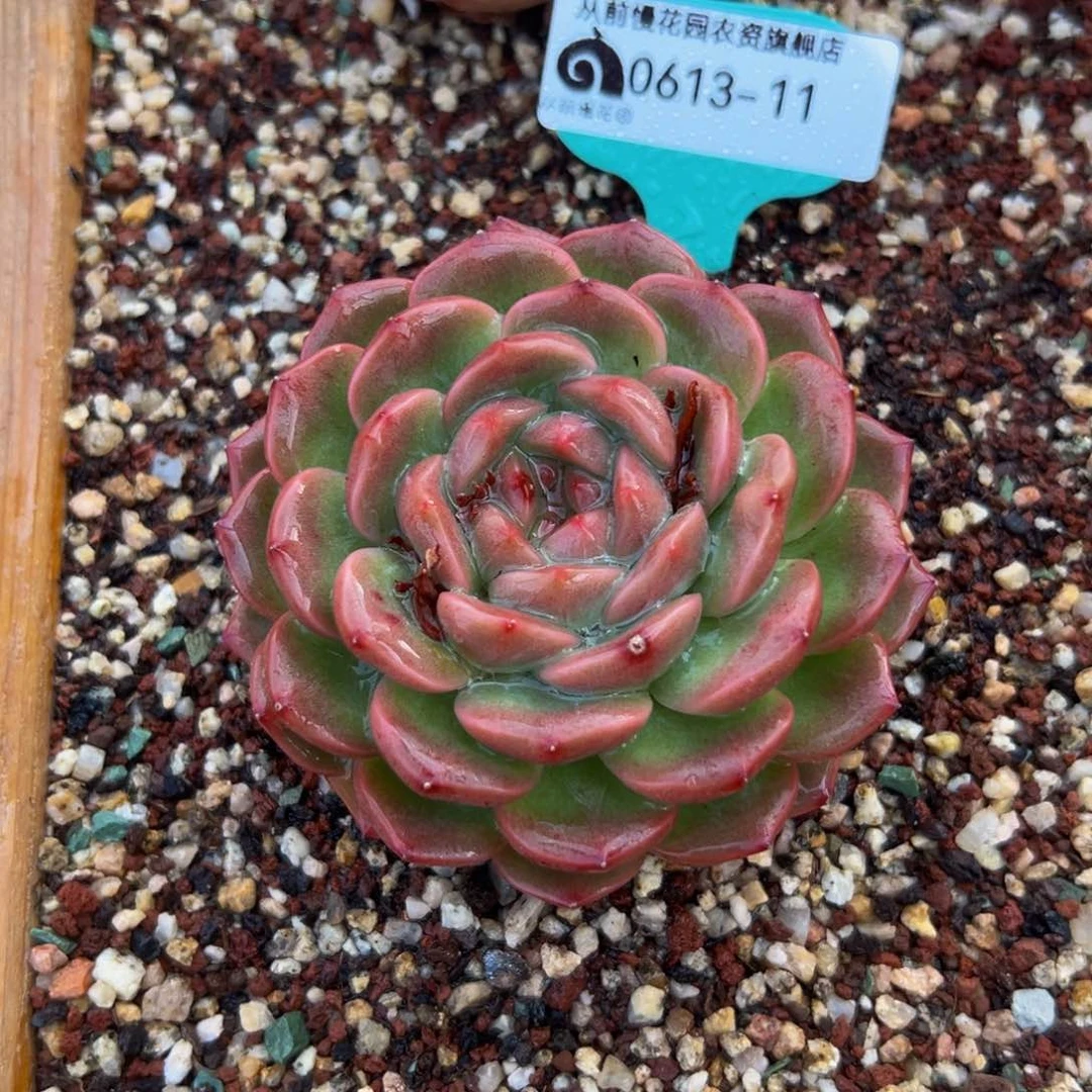 多肉一物一拍0613-11