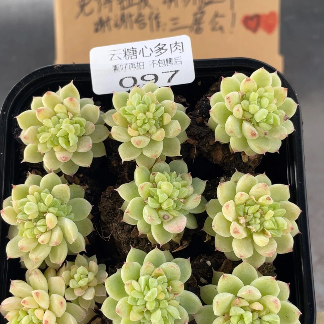 云糖心多肉植物97