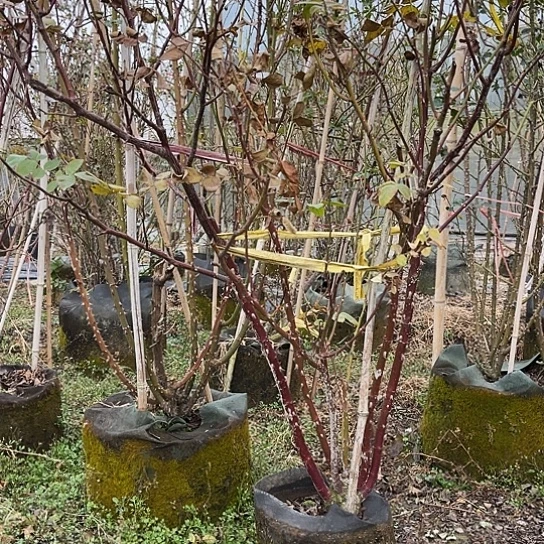盘***鲜无花朵蓝色风暴木架