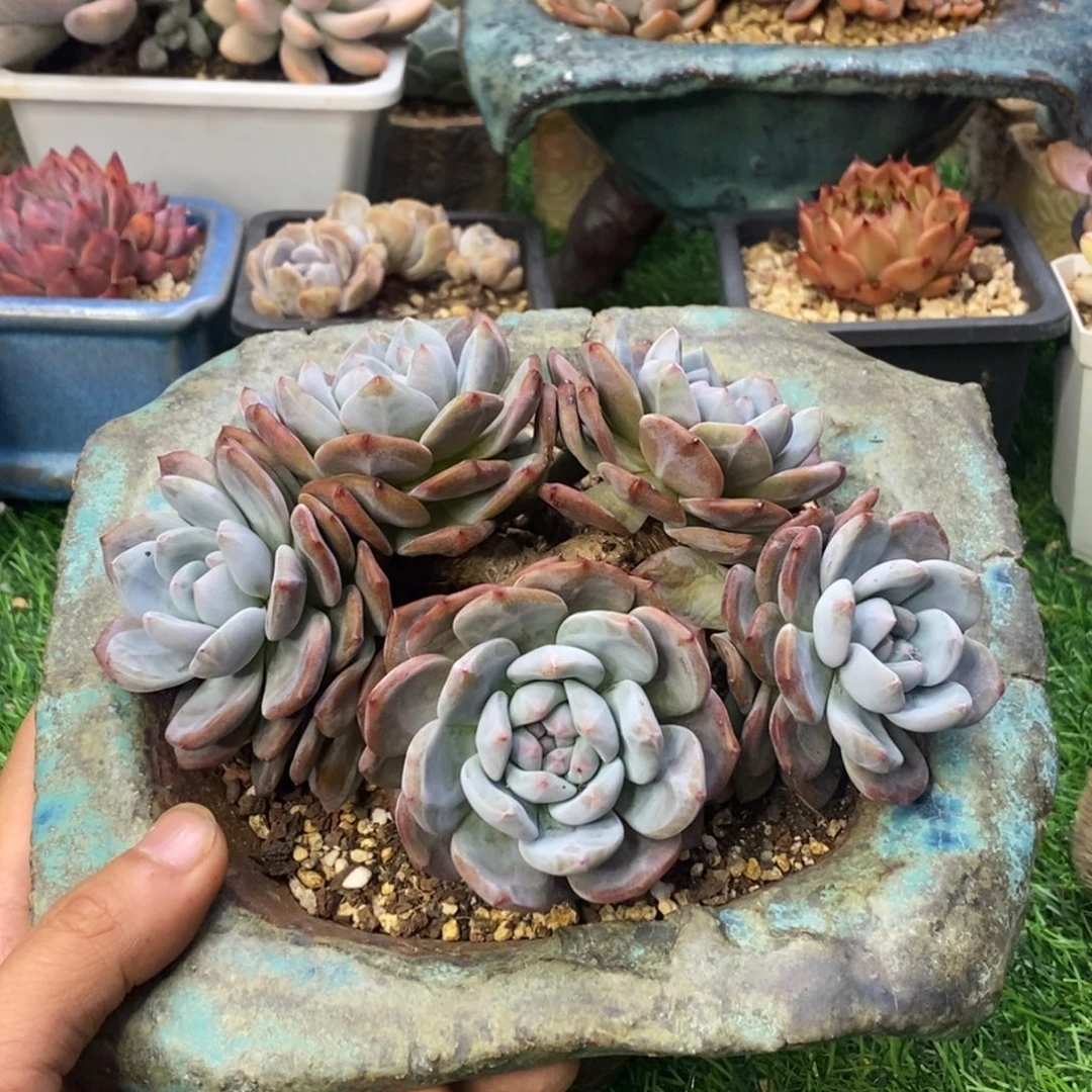 L***S星影群生一物一拍