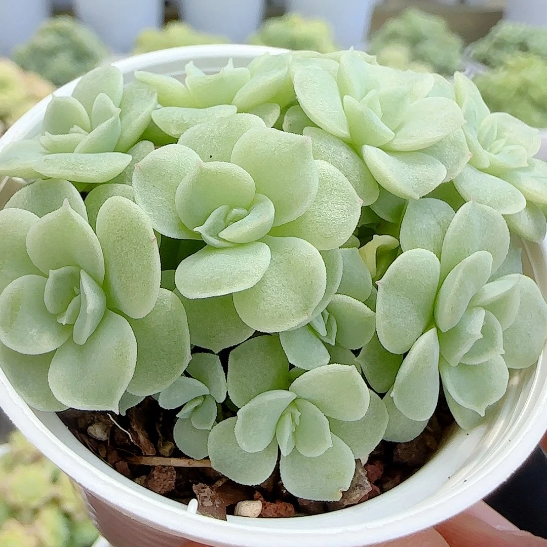 【闪购商品】0902-57优选麦杆