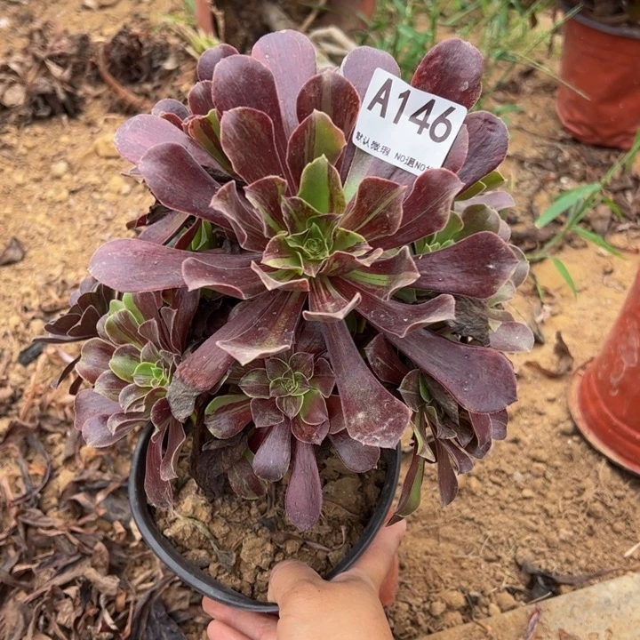 欧若拉多肉植物146.