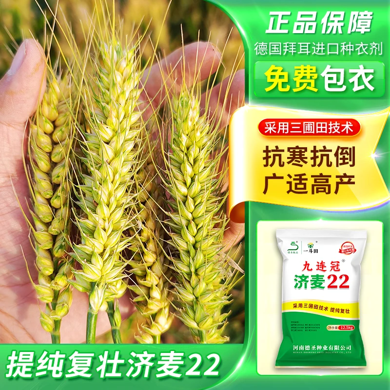 【10袋超划算】济麦22国审厂家直销高产抗倒大穗矮秆小麦产量高抗病