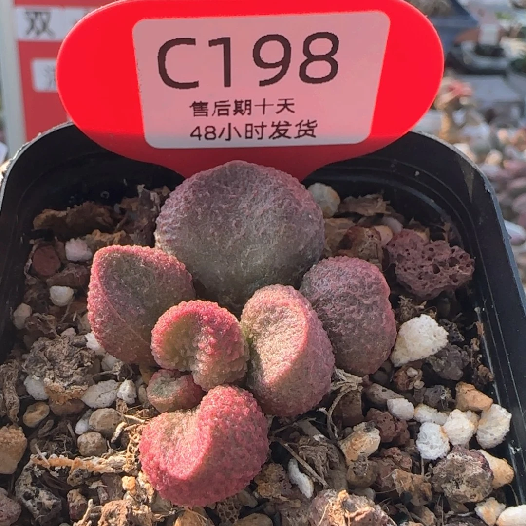 水蜜桃。   198。