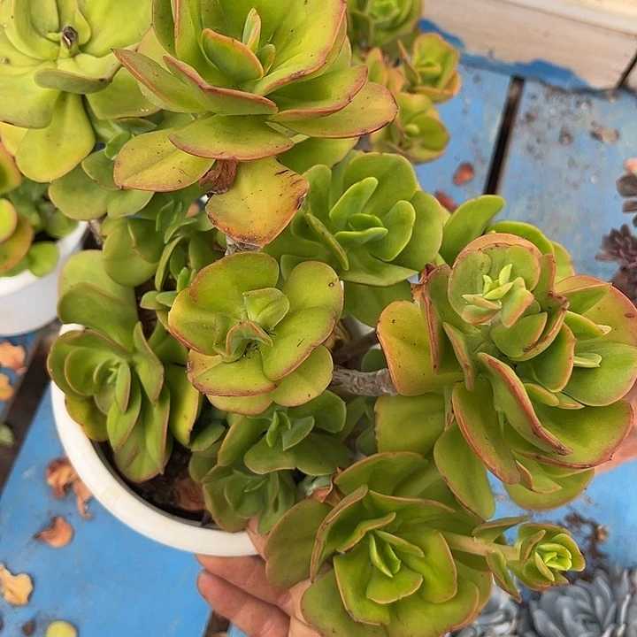 红梅10.99多肉植物
