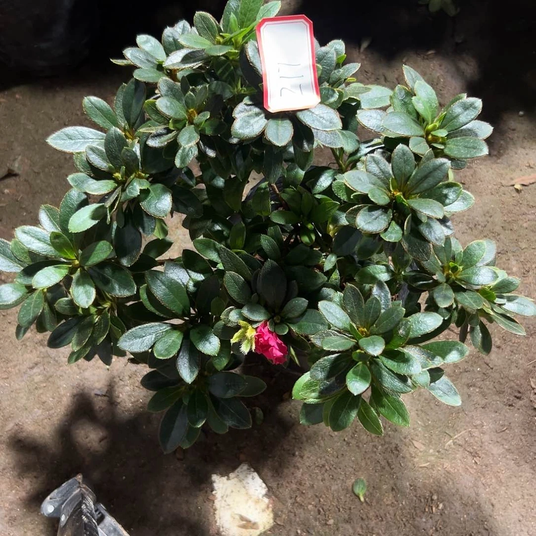 大部分花苞少量开放217