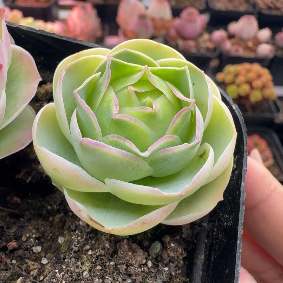 夜***色L405半城玫瑰紫月单头一颗开播福利