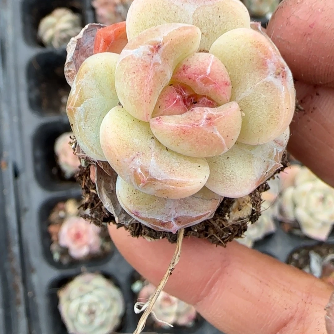 多肉小卡拉米糖心一物一拍