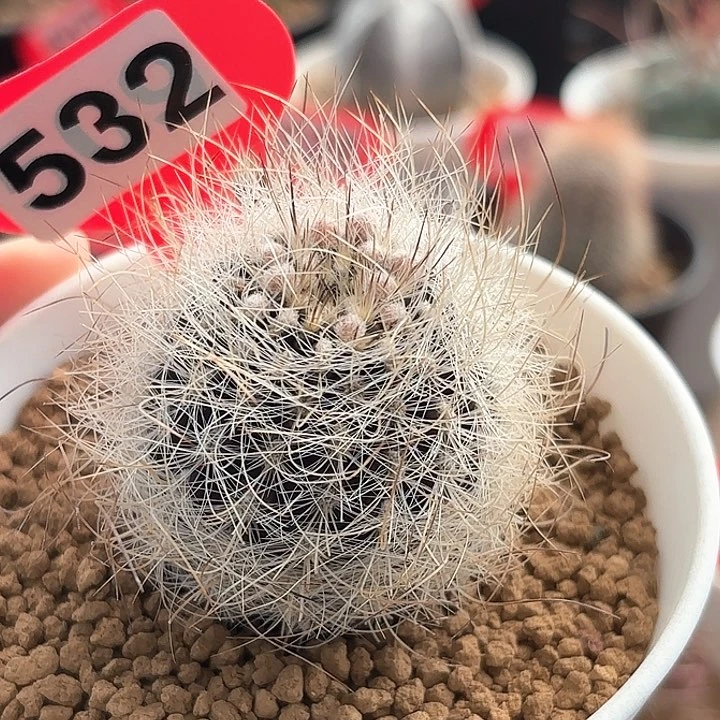 仙人球实生混乱玉