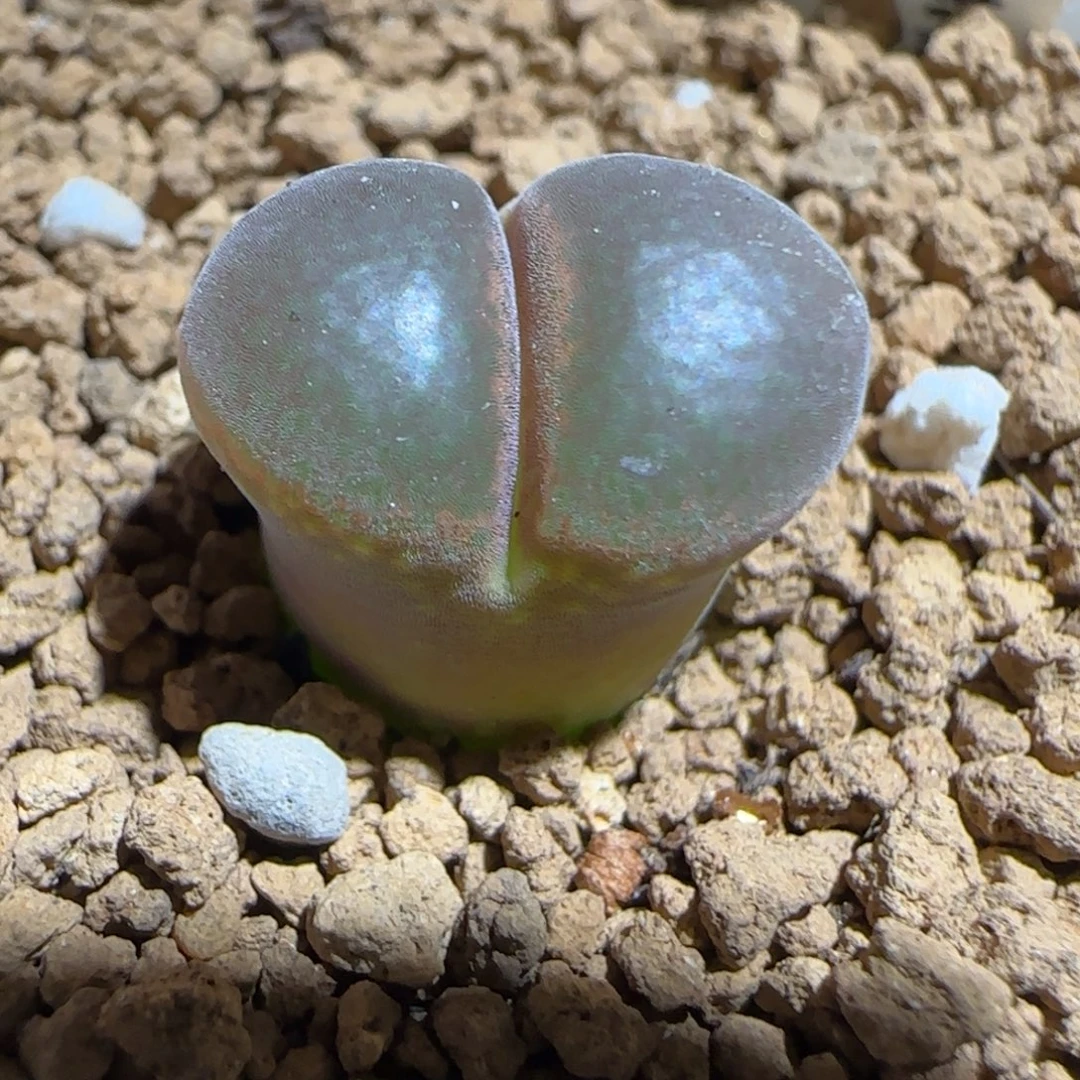 肉锥多肉植物组合-红风铃1375