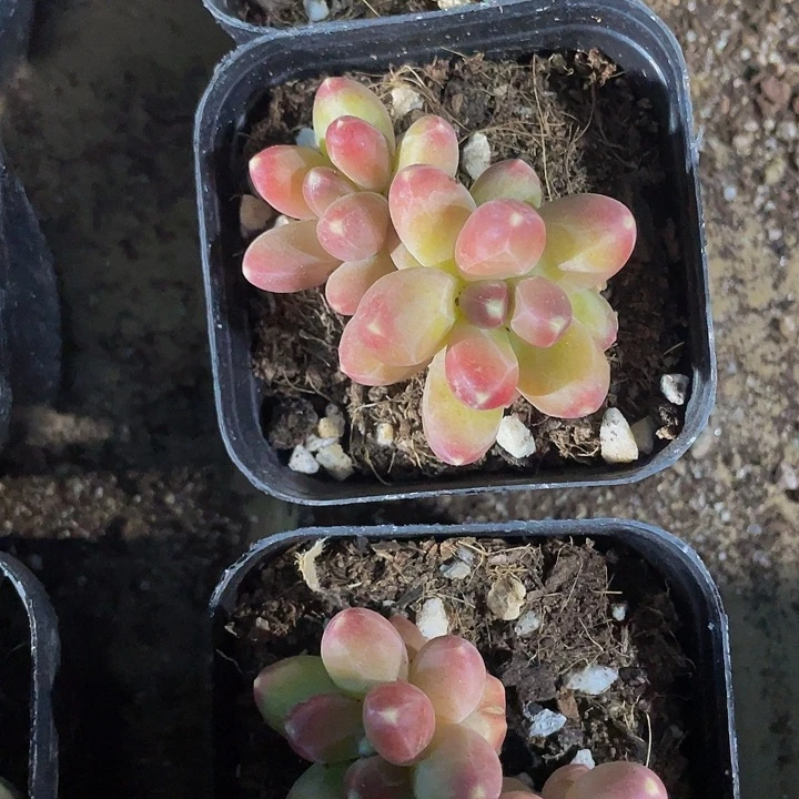 双头千代田2.8带盆