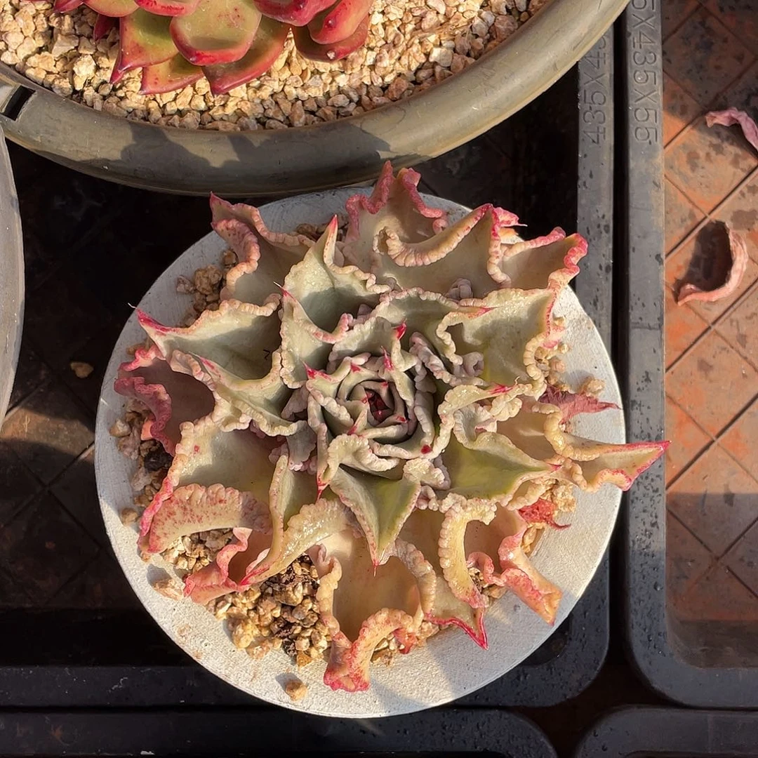 多肉植物一物一拍