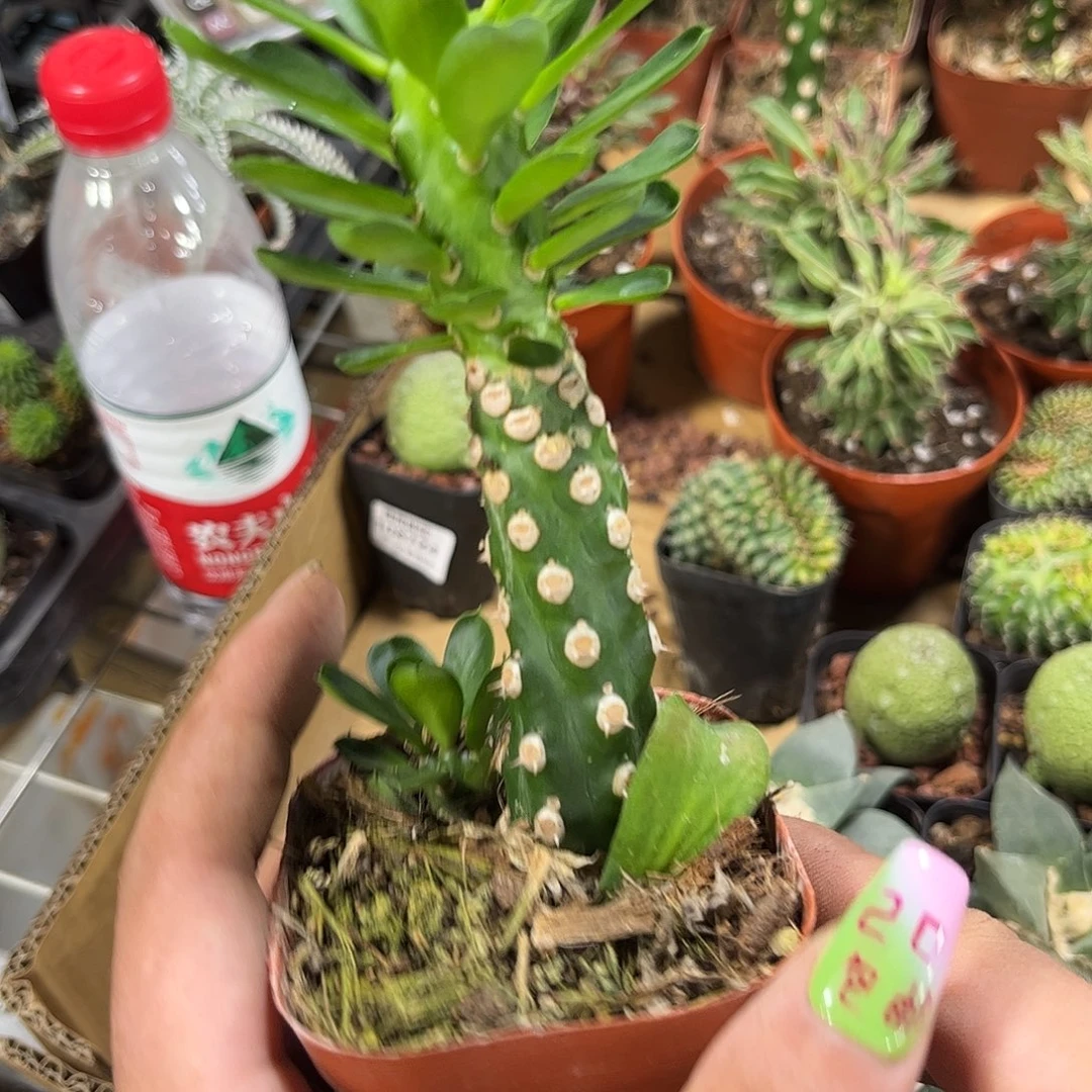 无刺霸王鞭有根发货有根