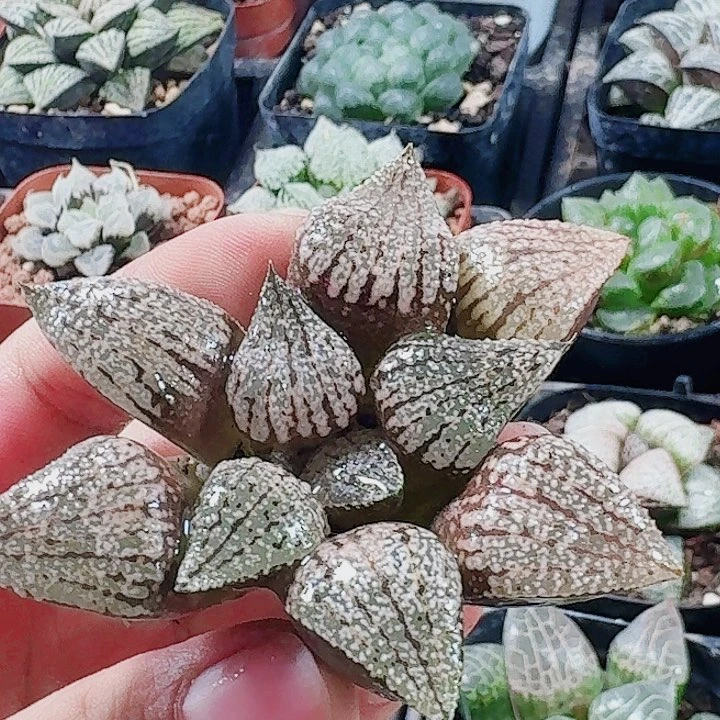 不***二无花朵十二卷 实生寿福利