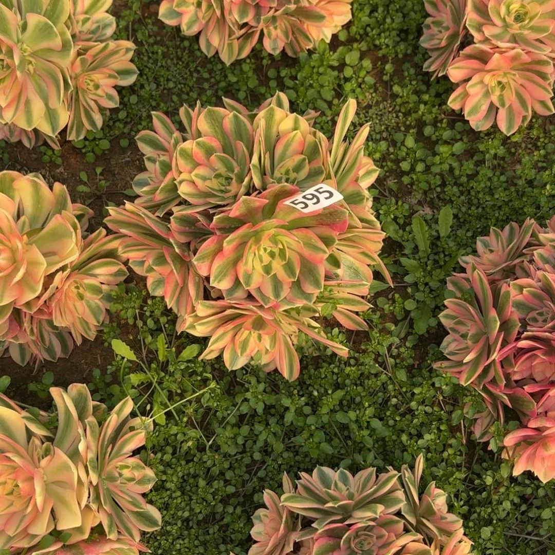 -****595粉女巫多肉不包损