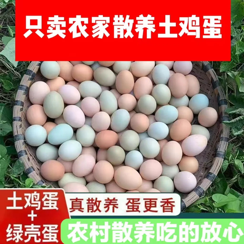 农家散养10多只鸡下的土鸡蛋新鲜鸡自己觅食和喂玉米小麦正宗